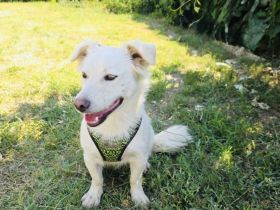 Kokonimix sucht ein Zuhause