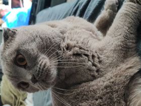 Pancake sucht ein neues liebevolles zuhause