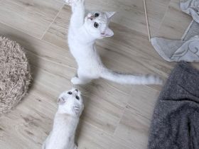 BKH Katzenbabys mit Stammbaum in silver-shaded-point