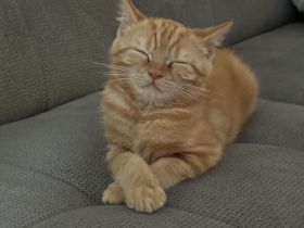 BKH Perser Mix Kitten/Kätzchen (Britisch Kurzhaar/Britischkurzhaar/Perser)