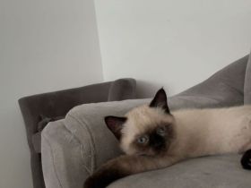 Kitten abzugeben