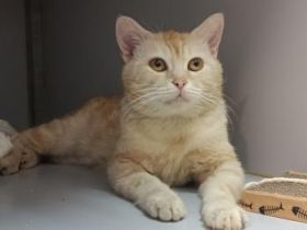 Alfonso