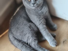 Reinrassige BKH Kitten (5 Monate) – Bube (Tabby) & Mädchen (Blau) 🐾
