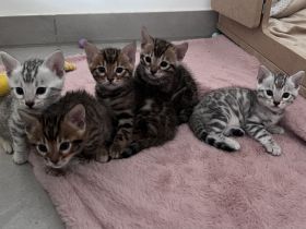wunderschöne Bengal Kitten