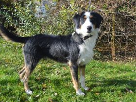 BENN, Schnauzer/Appenzeller/Entlebucher Mischling (kastriert) SGB 590,00 €