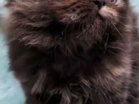 Reinrassige Perserkatze weiblich geimpft