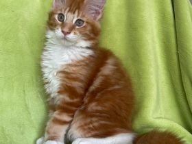 Maine Coon Mädchen in red cl. tabby white