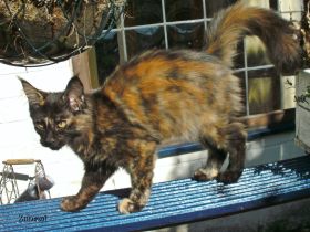 Typvolle Maine Coon Kitten mit Stammbaum