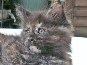 Typvolle Maine Coon Kitten mit Stammbaum