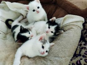 Kitten Babykatze Katze Kater Europäisch Kurzhaar abzugeben