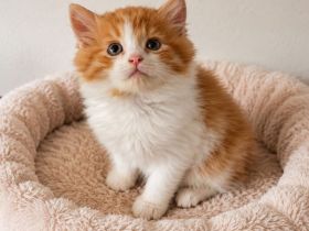Maine Coon x BHK Kater