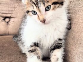 Kitten vom Bauernhof