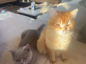 2 junge Katern suchen ein neues zuhause