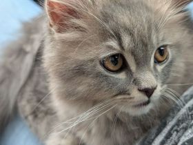 Zuckersüßes BLH Kitten