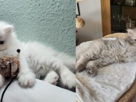 2 Perserkitten suchen ein wunderschönes Zuhause