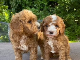 Lagotto Doodle x Zwergpudel Welpen