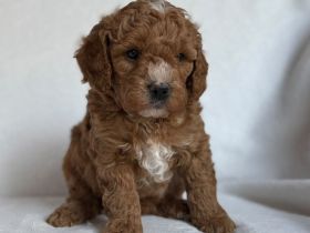 Lagotto Doodle x Zwergpudel Welpen