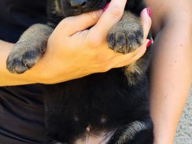 Deutsche Schäferhund Welpen FCI