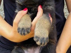 Deutsche Schäferhund Welpen FCI
