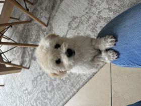 Maltipoo 13 Wochen