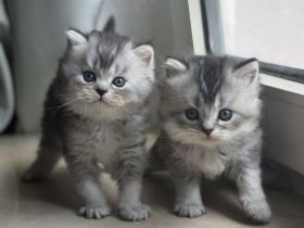 Unsere wunderschönen reinrassigen Britisch-Langhaar-Kitten suchen ein liebevolles Zuhause. 🐾❤️