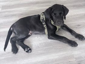 Traumhafter schwarzer Labrador Rüde aus Stammbaum-Verpaarung sucht Zuhause 🐾