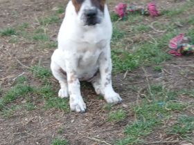 Boxer/Shar-pei mix Welpen