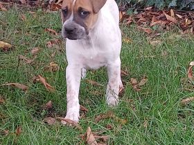 Boxer/Labrador Mix Welpen