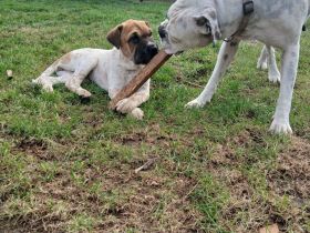 Boxer/Shar-pei mix Welpen
