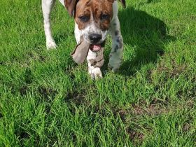 Boxer mix welpe