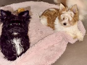 Yorkshire Terrier mit Ahnentafel