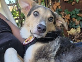 Laila sucht ein liebevolles Zuhause