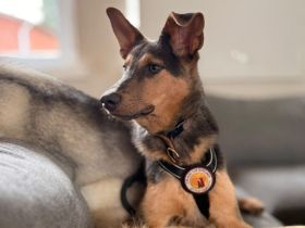 Gino sucht ein empathisches Zuhause