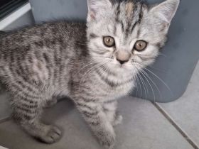 1 Britisch Kurzhaar & 3 Britisch Langhaar Kitten mit Stammbaum suchen ihr Für-Immer-Zuhause