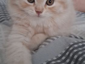 1 Britisch Kurzhaar & 3 Britisch Langhaar Kitten mit Stammbaum suchen ihr Für-Immer-Zuhause