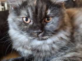 2 Britisch Langhaar Kitten mit Stammbaum suchen ihr Für-Immer-Zuhause