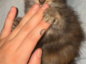 Britisch langhaar Katzen