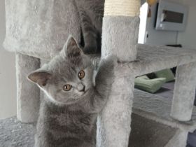 BKH Kitten blue reinrassig