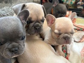 Französische Bulldogge sucht ein liebevolles Zuhause 🐾