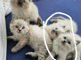 Heilige Birma Siam Kitten