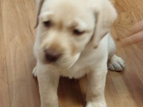 Labrador Rüde, gelb, mit Papieren, genetisch getestet