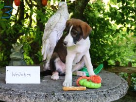 Hund, Welpe, Mischling