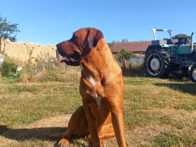 Mastiff-Rottweiler-Labrador Hündin