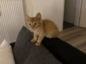 2 Baby Katzen suchen ein neues Zuhause