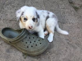 Australian Shepherd