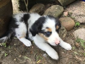 Australian Shepherd Blue-Merle-Harlekin Color