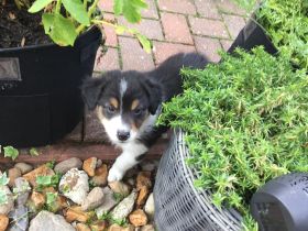 Australian Shepherd Blue-Merle-Harlekin Color