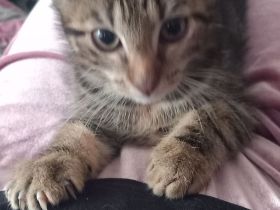 Süße Kitten suchen ein Zuhause ❤️