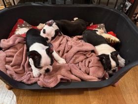 Boston-Terrier-Welpen