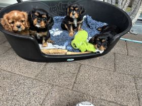 Cavalier King Charles Spaniel Welpen mit Ahnentafel